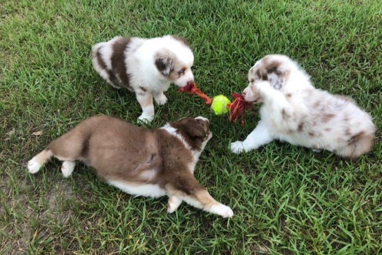 puppy 2 puppy 2