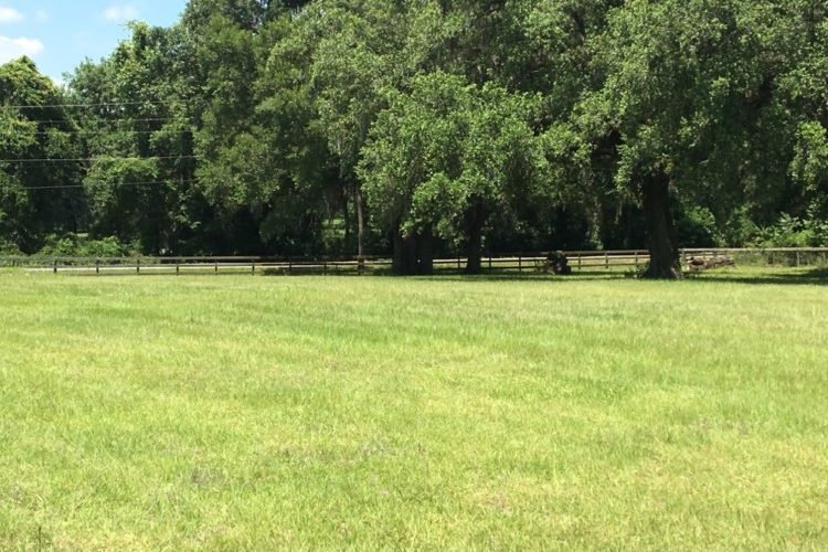 IMG_4737 PASTURE IMG_4737 PASTURE