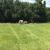 IMG_4736 PASTURE IMG_4736 PASTURE