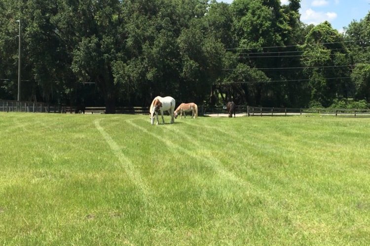 IMG_4736 PASTURE IMG_4736 PASTURE