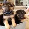 German shepherd puppies for sale German shepherd puppies for sale