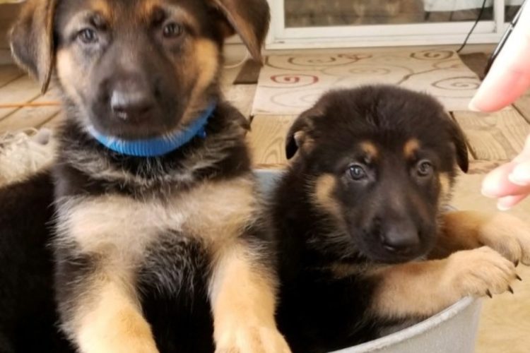 German shepherd puppies for sale German shepherd puppies for sale