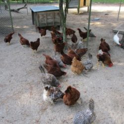 Chickens Roosters For Sale Ocala Fl Ocala4sale