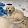 pup 6 pup 6