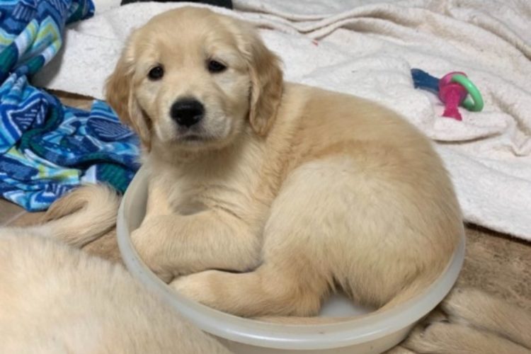 pup 6 pup 6