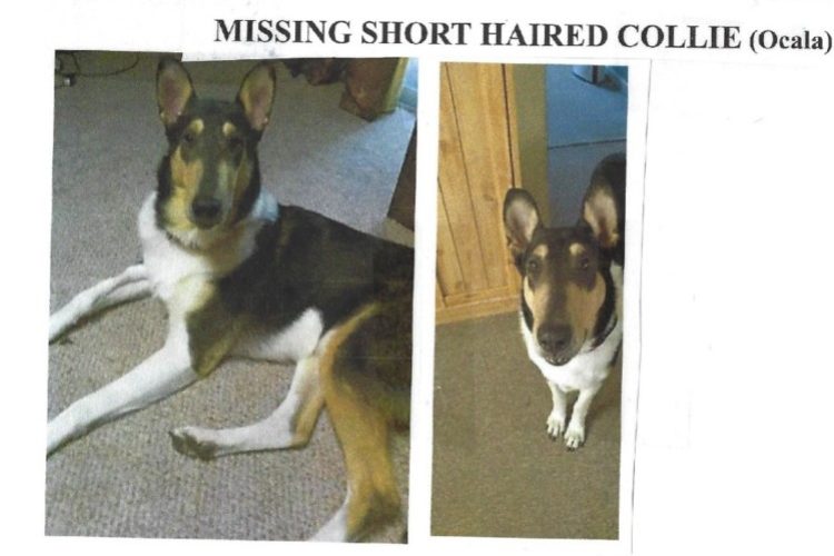 dog missing dog missing