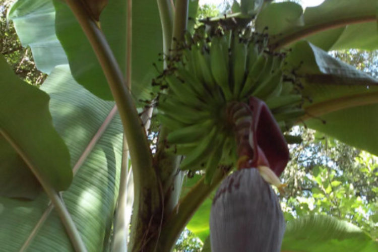 home bananas home bananas