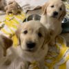 pups 7 pups 7