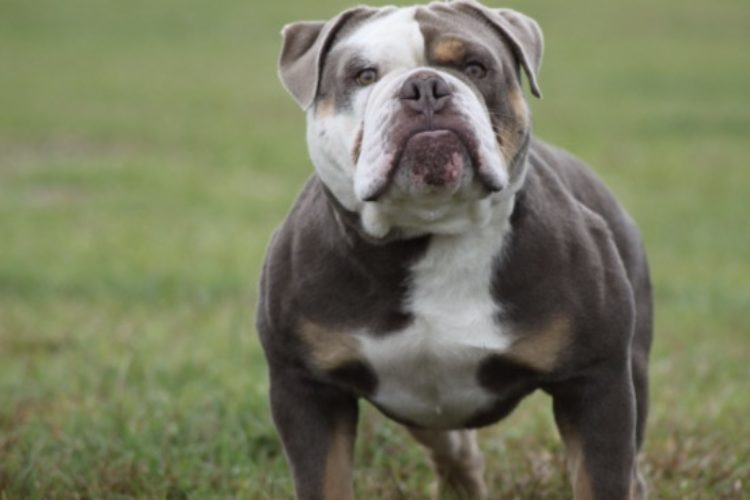 Champion Sired Olde English Bulldog pups