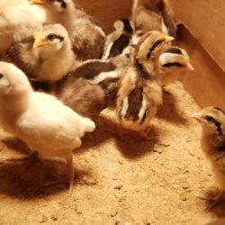 Chickens Roosters For Sale Ocala Fl Ocala4sale