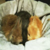 a1angora a1angora