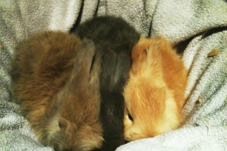 a1angora a1angora
