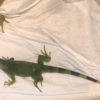 Iguana 2 Iguana 2