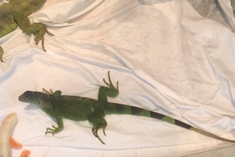 Iguana 2 Iguana 2
