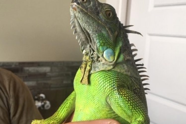 Iguana 3 Iguana 3