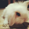 alop2 alop2