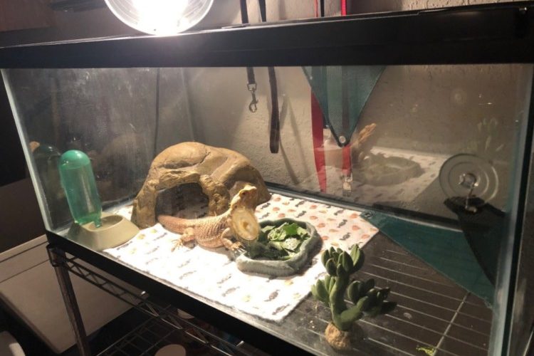Aquarium and heat lamp Aquarium and heat lamp