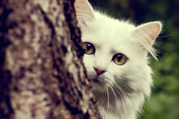 Cat and Tree_cropped Cat and Tree_cropped