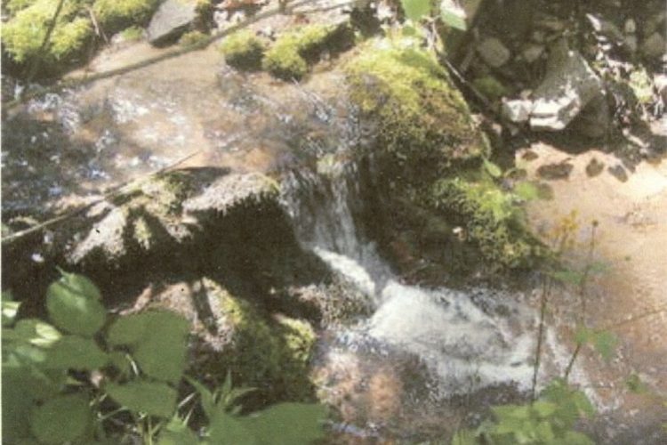 Creek Maggie Valley Creek Maggie Valley