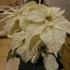 DSCN3715 DSCN3715