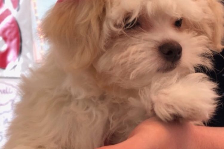 Adorable puppies Maltese puppy puppy shop puppy love small puppies in Florida Adorable puppies Maltese puppy puppy shop puppy love small puppies in Florida