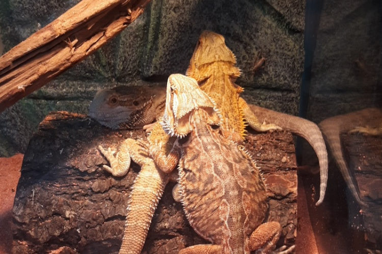 Bearded Dragon Laying Eggs