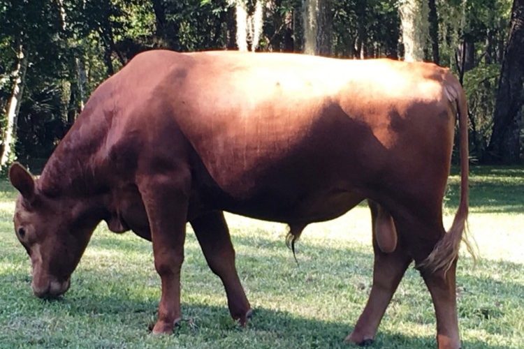 Bull side view Bull side view