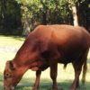 Bull head shot Bull head shot