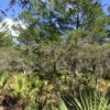 10 Acres of Vacant Land in Sebring Florida 10 Acres of Vacant Land in Sebring Florida