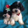 Gorgeous Lasa Poo Pups in Florida Gorgeous Lasa Poo Pups in Florida