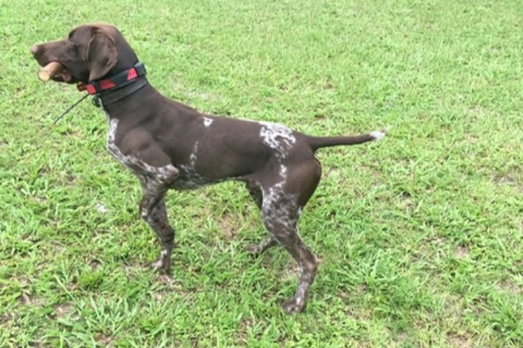 German Short Hair Pointer