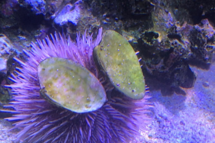 Urchin and his shells Urchin and his shells
