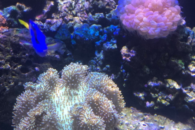 Toadstool, bubble coral, blue damsel, clown Toadstool, bubble coral, blue damsel, clown