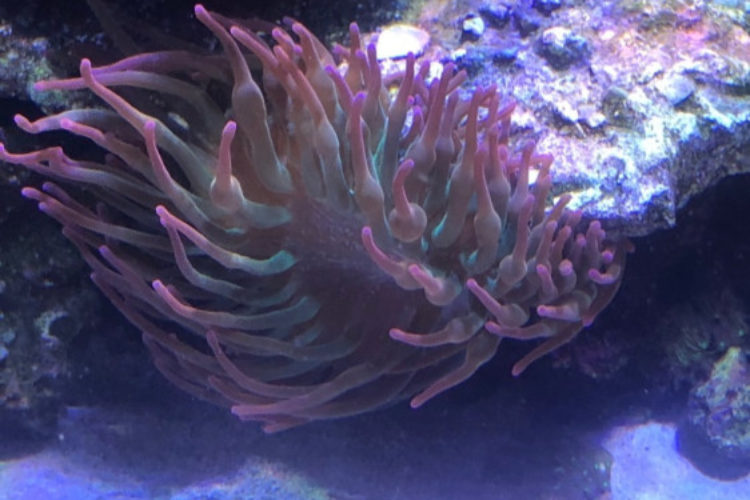 Rose bubble tip anemone Rose bubble tip anemone