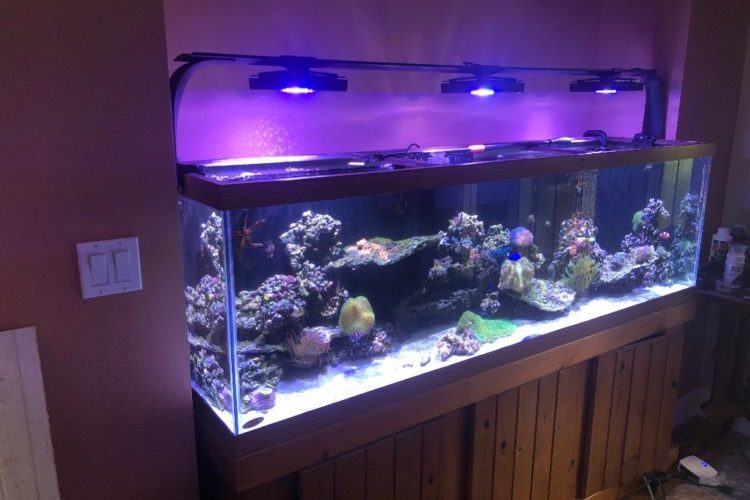 Saltwater aquarium Saltwater aquarium