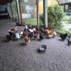 Chickens Roosters For Sale Ocala Fl Ocala4sale