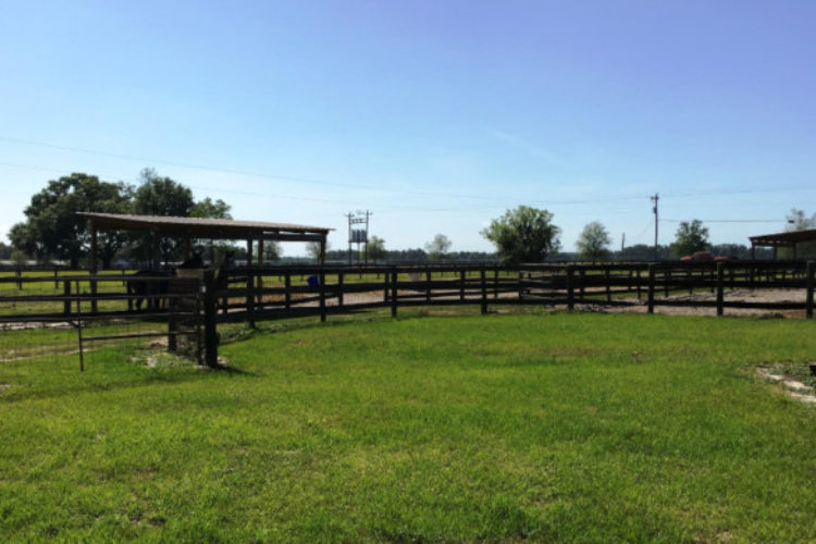 2 large Paddocks w Self waters & Double run-ins (each) 2 large Paddocks w Self waters & Double run-ins (each)