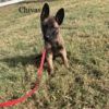 Chivas at 11 weeks old Chivas at 11 weeks old