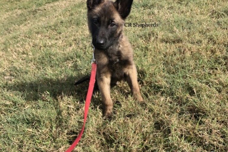Chivas at 11 weeks old Chivas at 11 weeks old