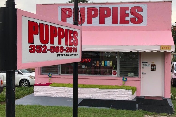 Pink puppy shop Belleview, Fl puppies for sale Pink puppy shop Belleview, Fl puppies for sale