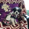 Puppies available for sale in Florida Puppies available for sale in Florida