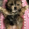 Shih Tzu puppy for sale Belleview Florida puppy for sale Shih Tzu puppy for sale Belleview Florida puppy for sale