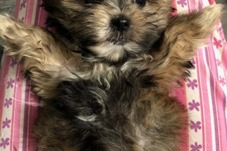 Shih Tzu puppy for sale Belleview Florida puppy for sale Shih Tzu puppy for sale Belleview Florida puppy for sale