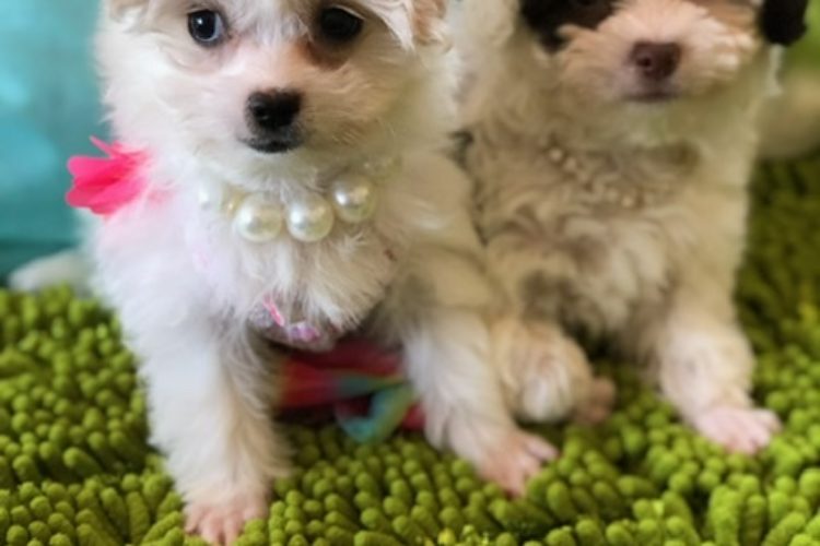 Tiny puppies for sale in Central Florida Puppy store Tiny puppies for sale in Central Florida Puppy store