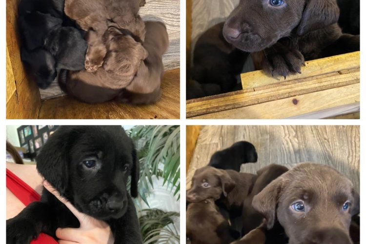 puppy pic puppy pic