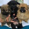 Pomeranian puppy for sale Fl Pomeranian puppy for sale Fl