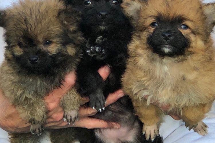 Pomeranian puppy for sale Fl Pomeranian puppy for sale Fl