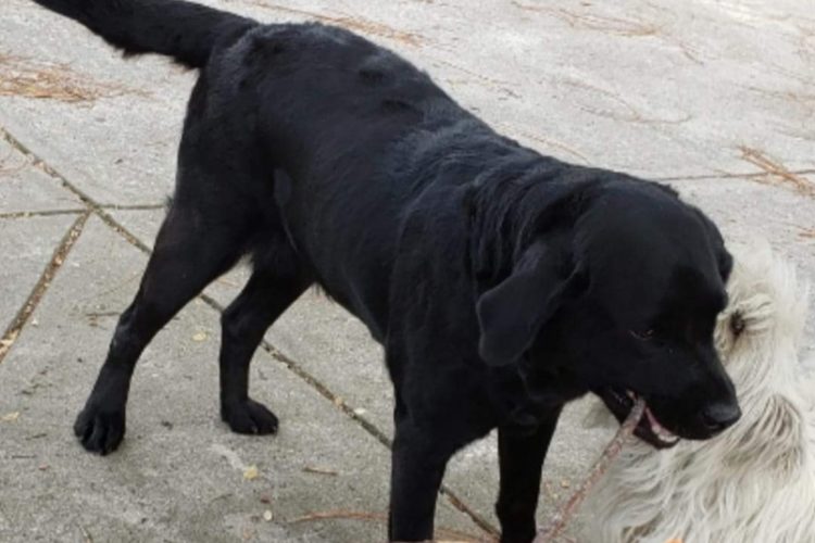 missing black labrador