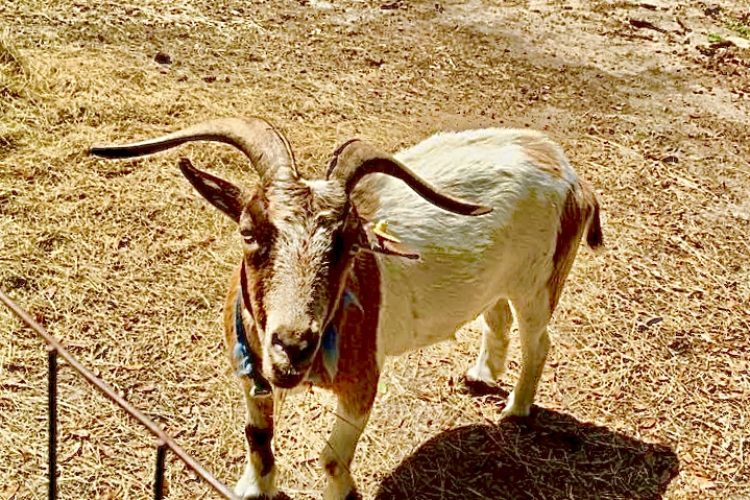 Free Pet Goats To Good Home