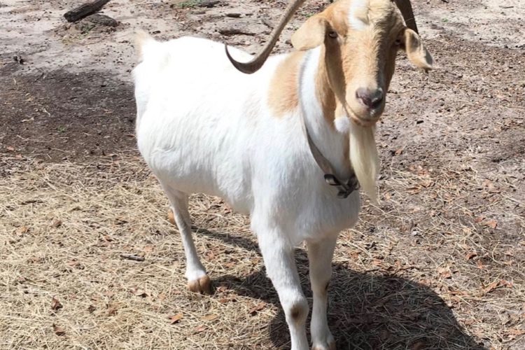 Free Pet Goats To Good Home
